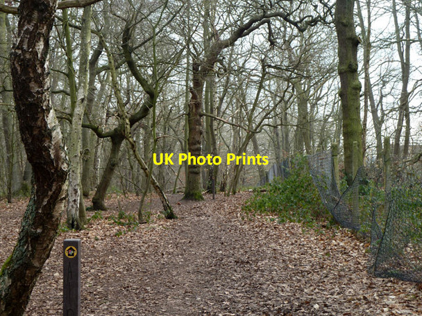 Photo 6"x4" Path in Elmstead Wood Bromley\/TQ4069 c2012