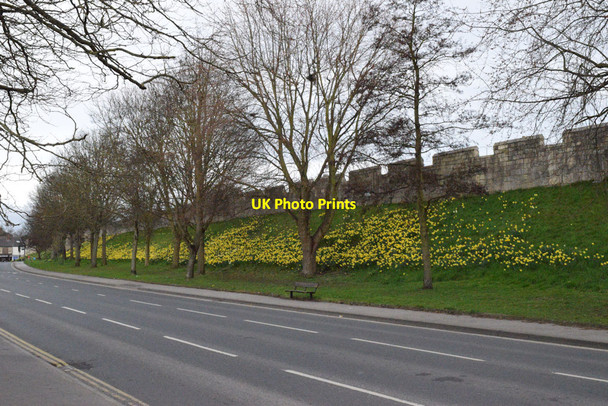 Photo 6"x4" Daffodil time on York city walls York\/SE5951 c2017