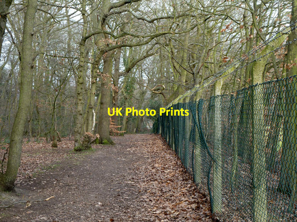 Photo 6"x4" Path at edge of Elmstead Wood Bromley\/TQ4069 c2012