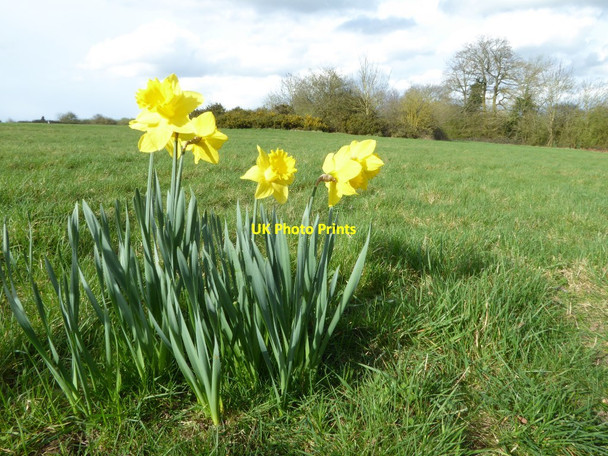 Photo 6"x4" Daffodils on Stonehall Common Littleworth\/SO8849 c2017