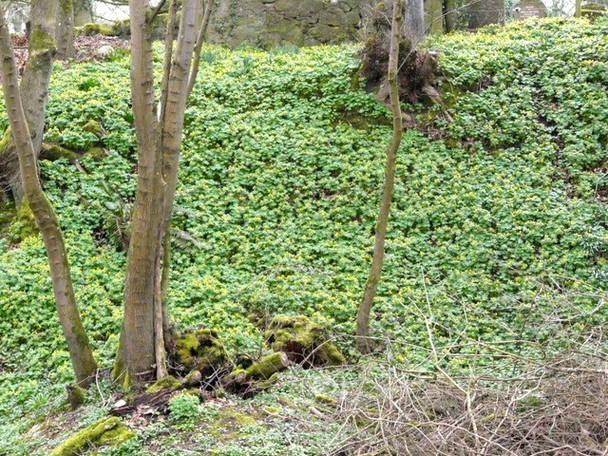 Photo 6"x4" A sea of spring Celandines, by Nigg Old Church Nigg\/NH8071 c2009