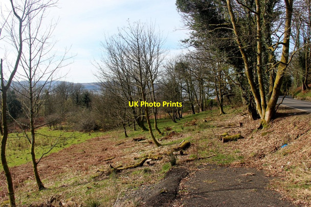 Photo 6"x4" Woodland pasture at Portkil Farm Cove\/NS2282 c2017
