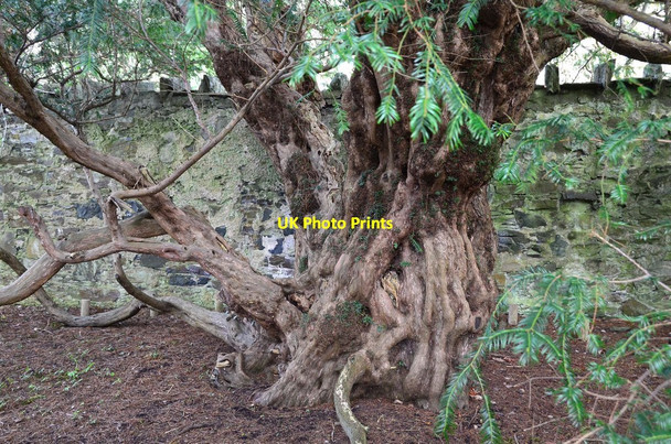 Photo 6"x4" Trunk of the Fortingall Yew Fortingall c2017