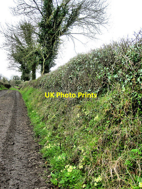 Photo 6"x4" Laneway with Primroses Kilmangah c2017