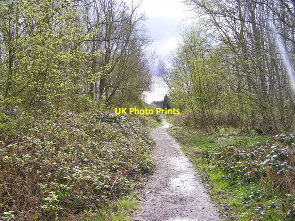 Photo 6"x4" Community Wood Path Coseley c2017