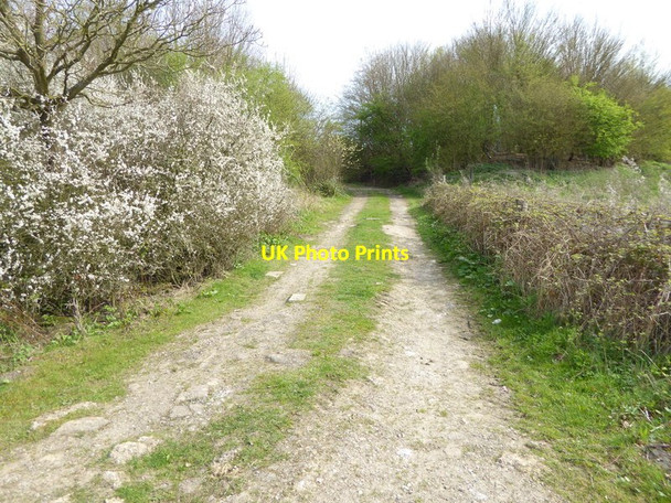 Photo 6"x4" Bridleway with blossom to Rusper Road Clark's Green c2017