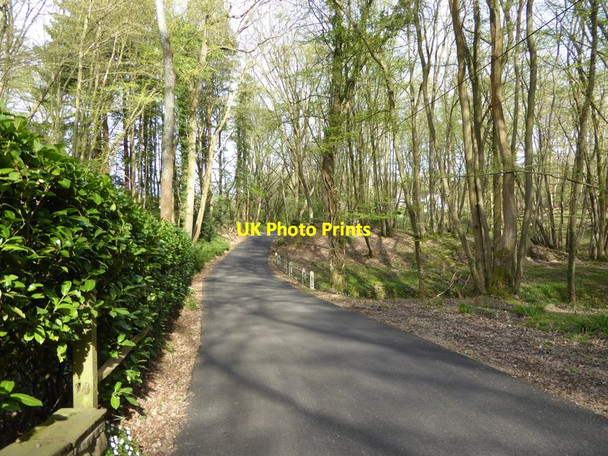 Photo 6"x4" Weare Street in Holbrook Wood Clark's Green c2017