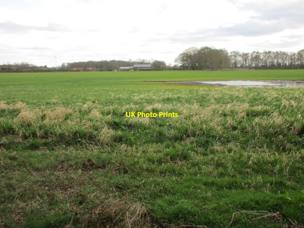 Photo 6"x4" Ox Gangs Osgodby Common c2017
