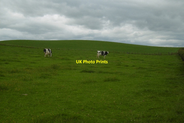Photo 6"x4" Holsteins, Bengall Greenhill\/NY1079 c2016