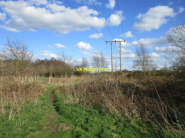 Photo 6"x4" Power lines and new plantation Osgodby Common c2017