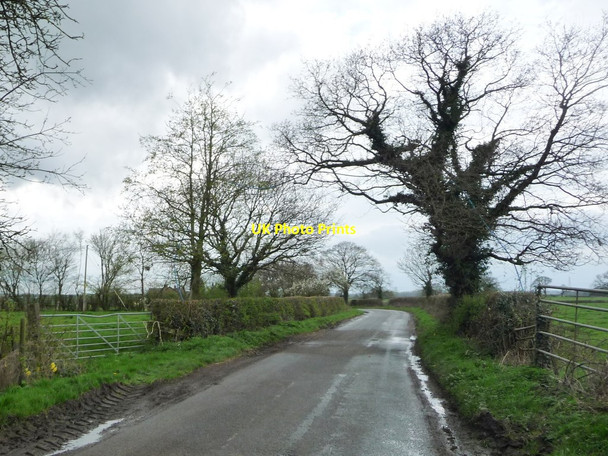 Photo 6"x4" Ivy-covered tree, Byley Lane Middlewich c2017