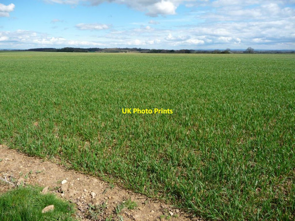 Photo 6"x4" Cereal field on the summit of a low hill, south of Towton Towton c2017