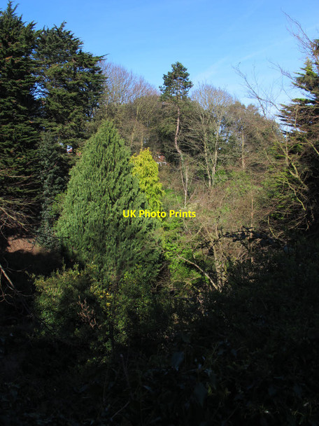 Photo 6"x4" Trees at the top of Peasholm Glen Scarborough\/TA0388 c2017