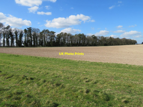 Photo 6"x4" Shelter belt on the North Hampshire Downs Litchfield c2017