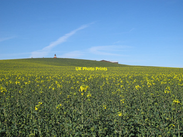 Photo 6"x4" Rape crop Newby\/TA0190 c2017