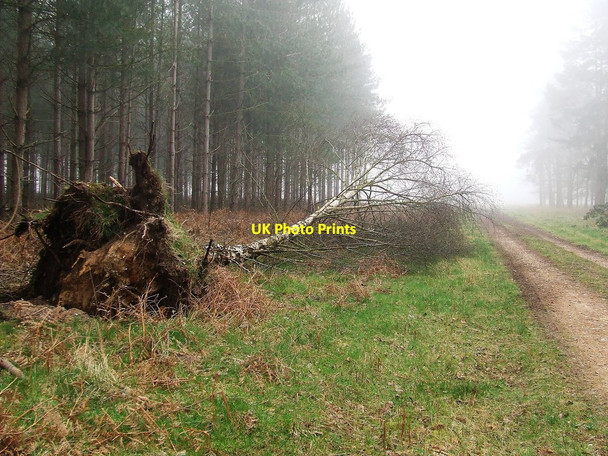 Photo 6"x4" Fallen Tree Elveden c2017