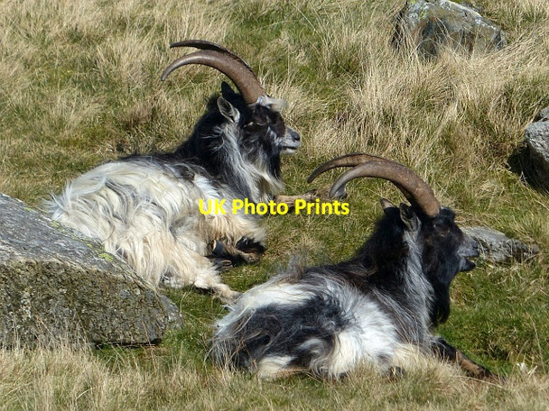 Photo 6"x4" A closer view of Welsh Mountain Goats Llyn Ogwen c2017