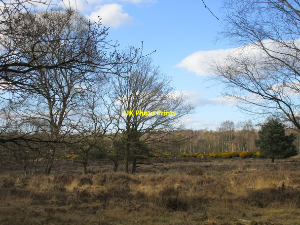 Photo 6"x4" Gorse on Skipwith Common Little Skipwith c2017