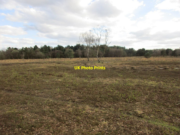 Photo 6"x4" Skipwith Common Little Skipwith c2017