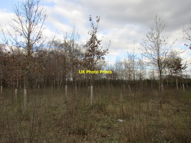 Photo 6"x4" Young plantation, Riccall Common Osgodby Common c2017