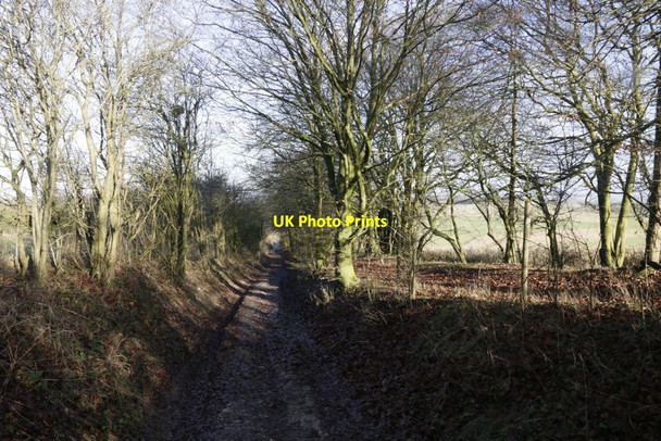 Photo 6"x4" Path to the Fair Mile Woodway c2017