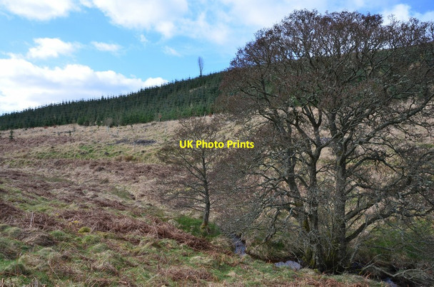 Photo 6"x4" Curly Burn and forest on Dod Hill Rigg c2017