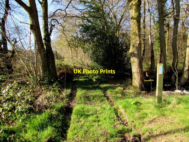 Photo 6"x4" Track into Greenmeadow Wood, Cwmbran Cwmbran\/Cwmbr\u00e2n c2017