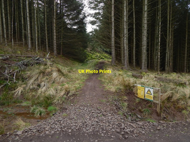 Photo 6"x4" Path leaving a forestry track Milton\/NS4274 c2017