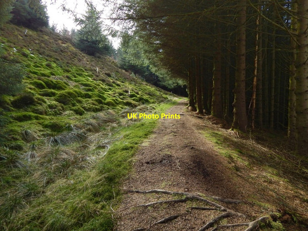 Photo 6"x4" Path through woodland Milton\/NS4274 c2017