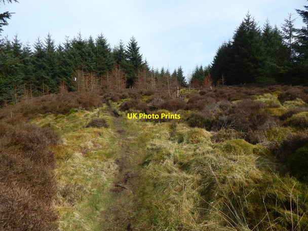 Photo 6"x4" Path crossing a clearing Milton\/NS4274 c2017