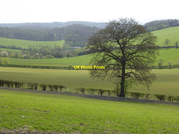 Photo 6"x4" Oak tree in a hedgerow Woolhope\/SO6135 c2017
