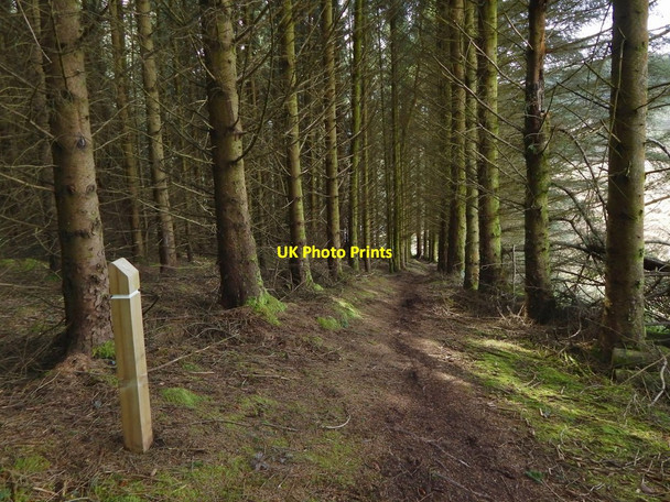 Photo 6"x4" Path through the woods Bowling\/NS4473 c2017