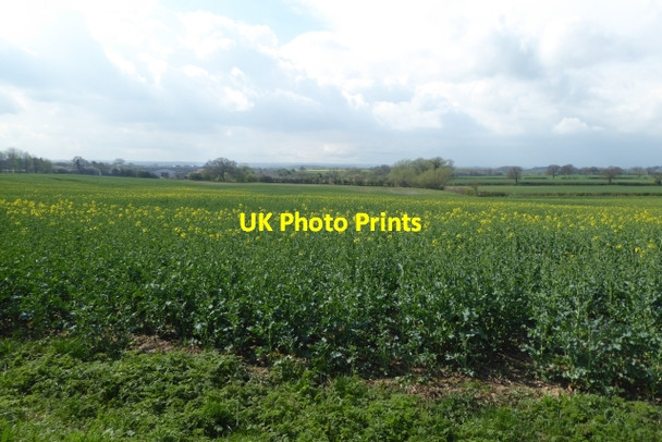 Photo 6"x4" Fields of rape Bilbrough c2017