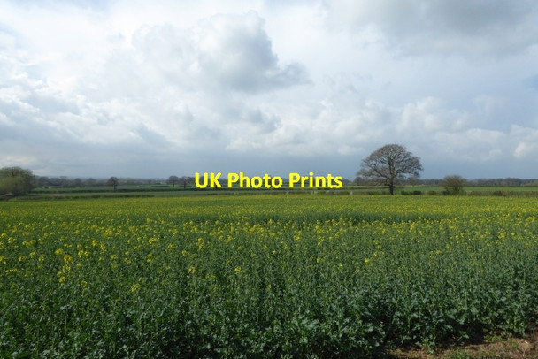 Photo 6"x4" Fields of rape Angram\/SE5248 c2017