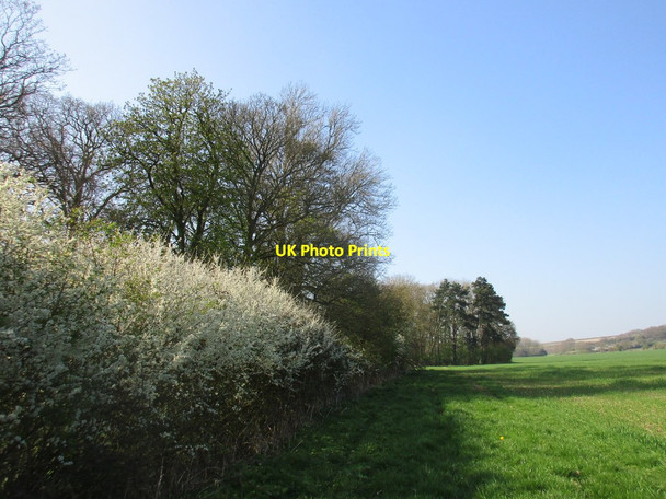 Photo 6"x4" Hedgerow and edge of plantations near Cleaving Farm Londesborough c2017