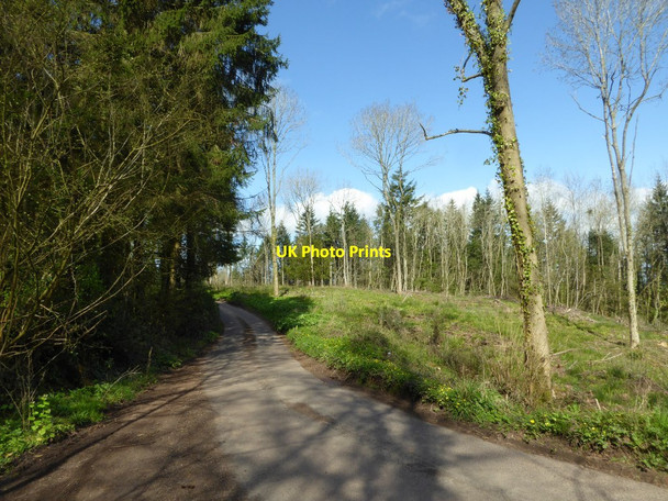 Photo 6"x4" Road through Graig Wood Coed-y-fedw c2017