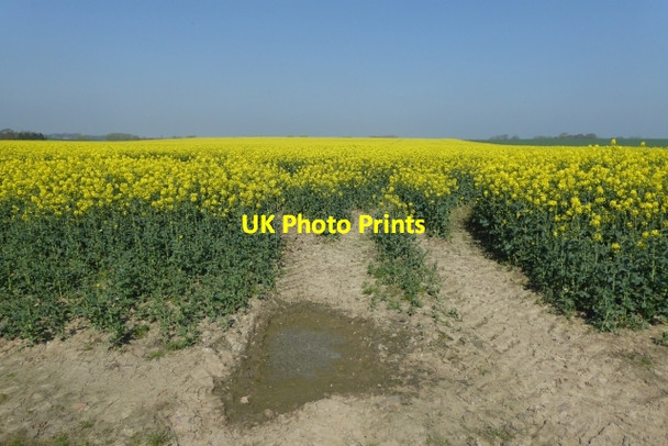Photo 6"x4" Rape fields near Catterton Catterton c2017