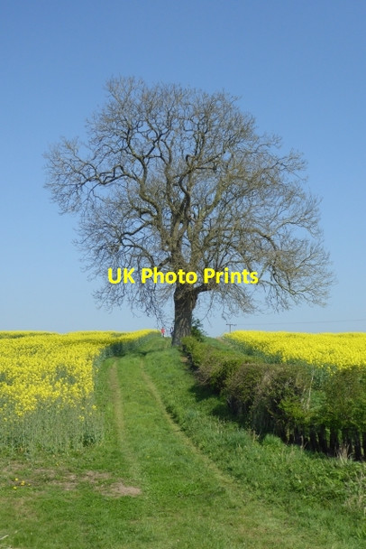 Photo 6"x4" Tree and Rape off Wighill Lane Healaugh\/SE4947 c2017