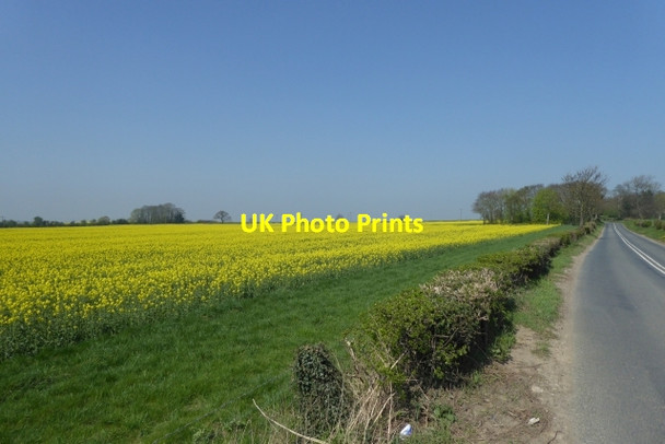 Photo 6"x4" Rape fields along Church Lane Wighill c2017