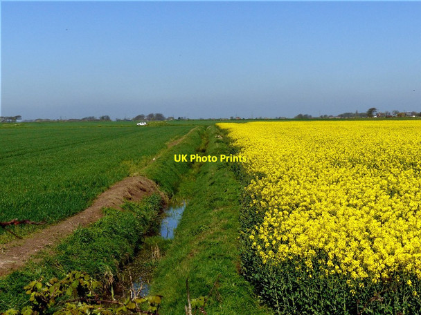 Photo 6"x4" Field of Rape (Brassica napus) Lady Green\/SD3103 c2017