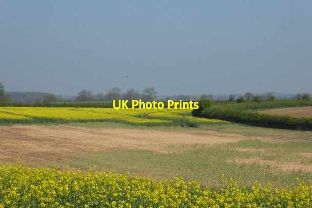 Photo 6"x4" Rape fields from Wighill Lane Tadcaster c2017