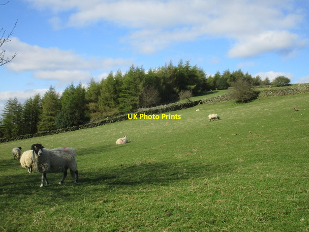 Photo 6"x4" Sheep and Graystone Bank Lowna c2017