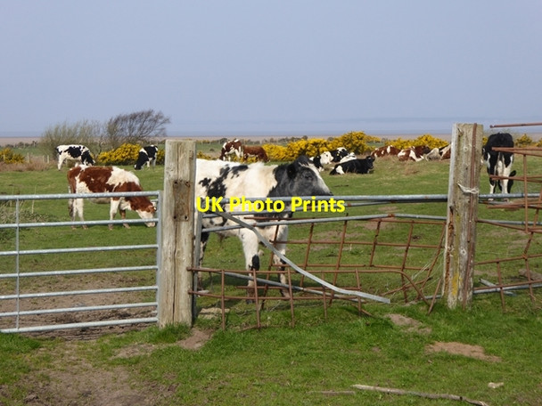 Photo 6"x4" Cattle at Herd Hill Cardurnock c2017