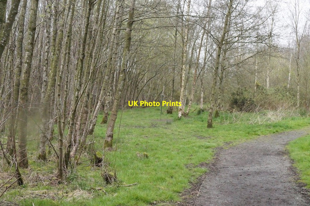 Photo 6"x4" Woodland on Watchtree Nature Reserve Great Orton c2017