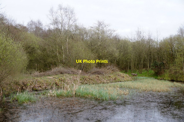Photo 6"x4" Wetland in the woods at Watchtree Nature Reserve  Great Orton c2017