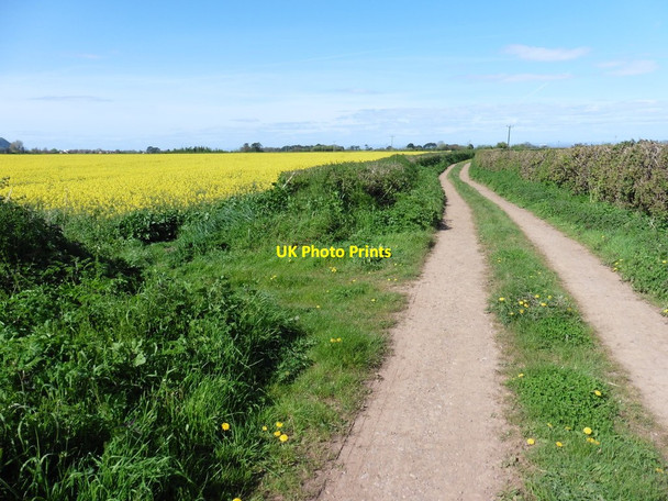 Photo 6"x4" Salty Lane Carhampton c2017