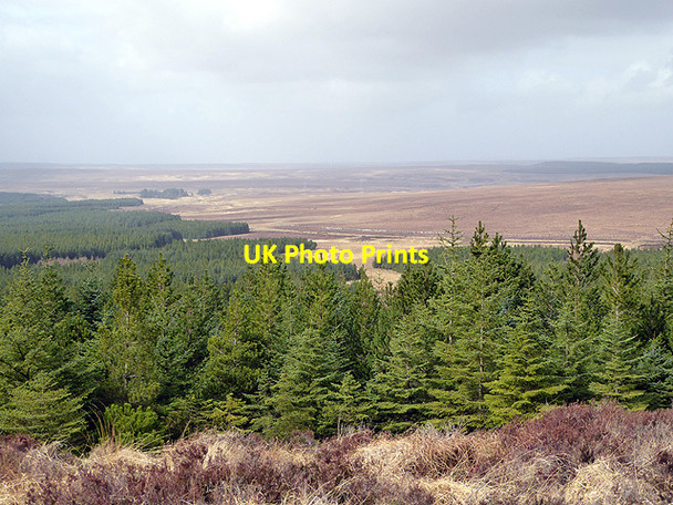 Photo 6"x4" On the slopes of Channain Hill Forsinard c2017