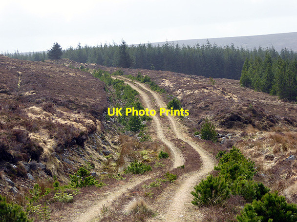 Photo 6"x4" Track winding through the Channain Forest Forsinard c2017