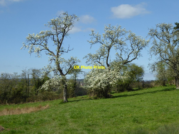 Photo 6"x4" Trees in blossom Gwernesney c2017