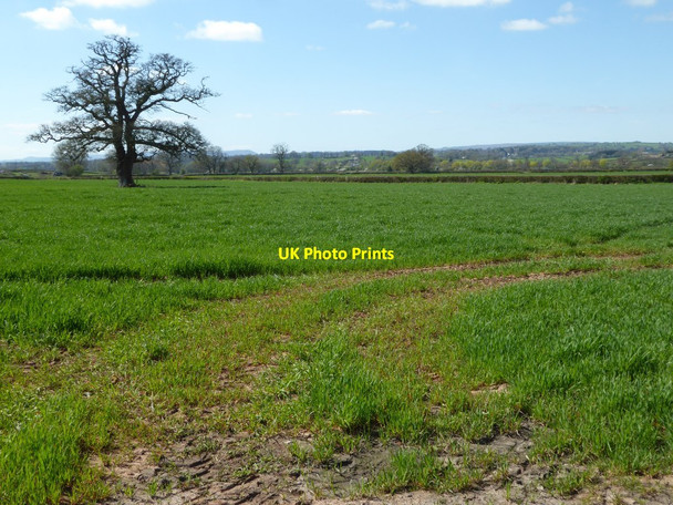 Photo 6"x4" Field of winter cereals Treworgan Common c2017